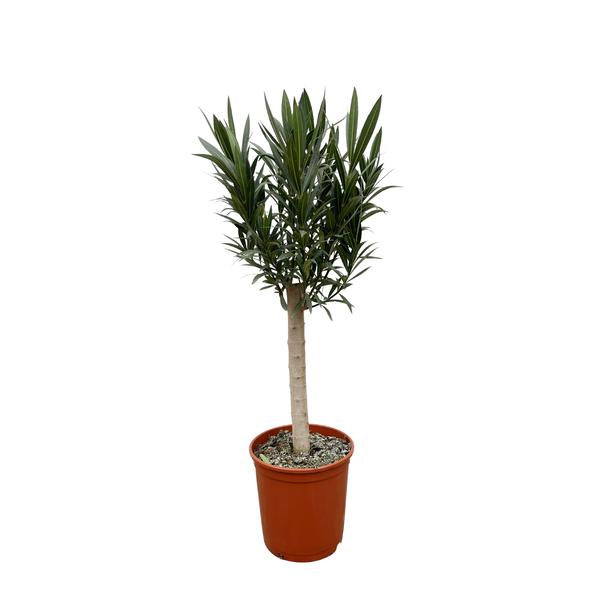 Nerium Oleander op stam met rode bloem – 110cm – Ø22