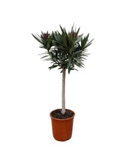 Nerium Oleander op stam met rode bloem – 90cm – Ø22