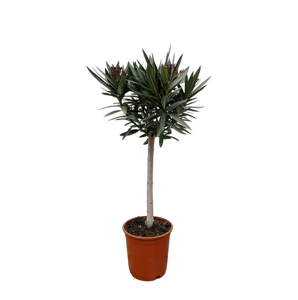 Nerium Oleander op stam met rode bloem – 90cm – Ø22