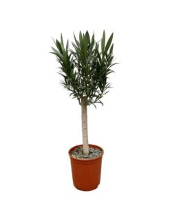 Nerium Oleander op stam met witte bloem – 110cm – Ø22