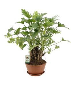 Philodendron Xanadu Op Stam – Ø22cm – ↕50cm