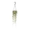 Ceropegia Woodii Hang – Hängende Fadenblume – Ø14 cm – ↕50 cm