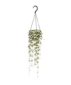 Ceropegia Woodii Hang – Hängende Fadenblume – Ø14 cm – ↕50 cm