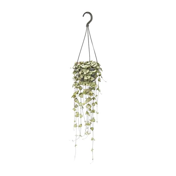 Ceropegia Woodii Hang – Hängende Fadenblume – Ø14 cm – ↕50 cm