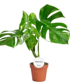 Monstera Deliciosa Variegata B – Ø15cm – ↕45cm