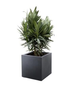 Nerium Oleander struik met rode bloem – 110cm- Ø22