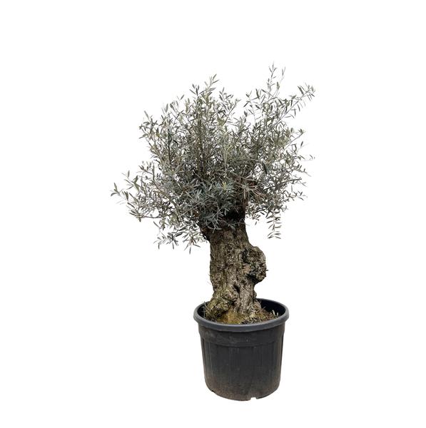 Olea Europaea Bonsai – 250cm- Ø65