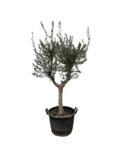 Olea Europaea Cultivo – 210cm- Ø45