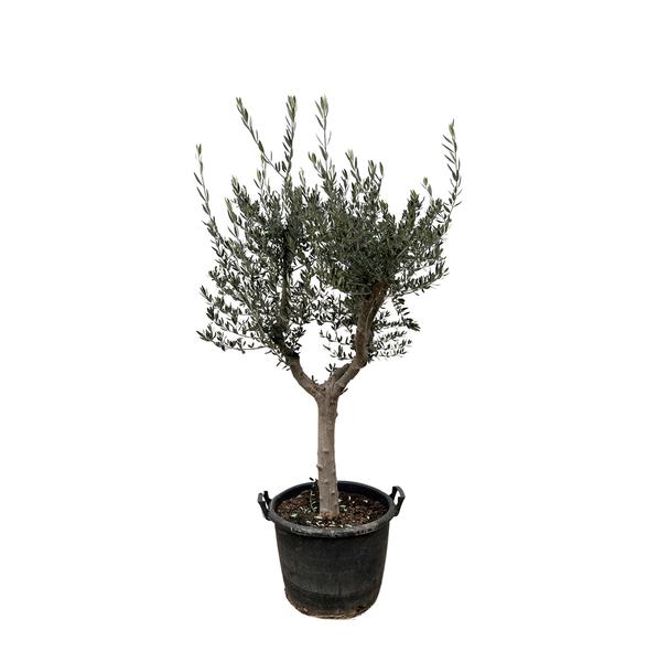 Olea Europaea Cultivo – 210cm- Ø45