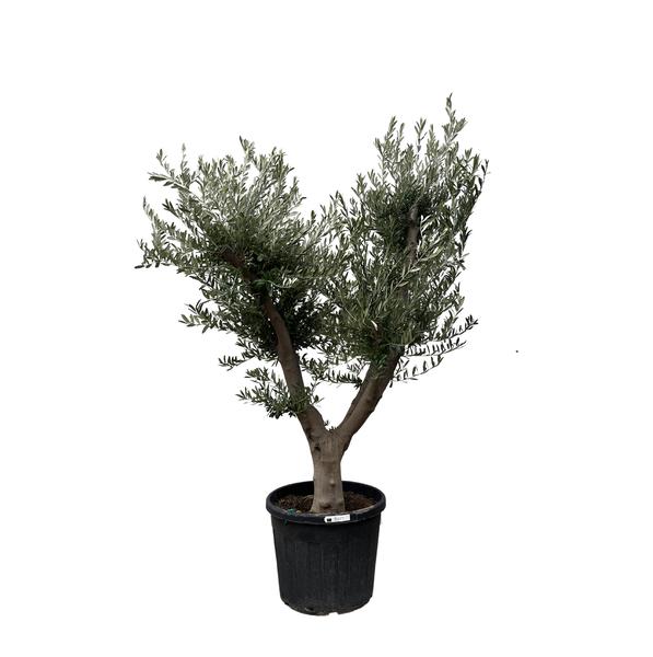 Olea Europaea Cultivo – 225cm- Ø60