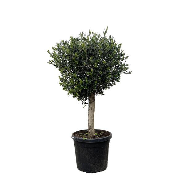 Olea Europaea Lorc – 180cm- Ø50