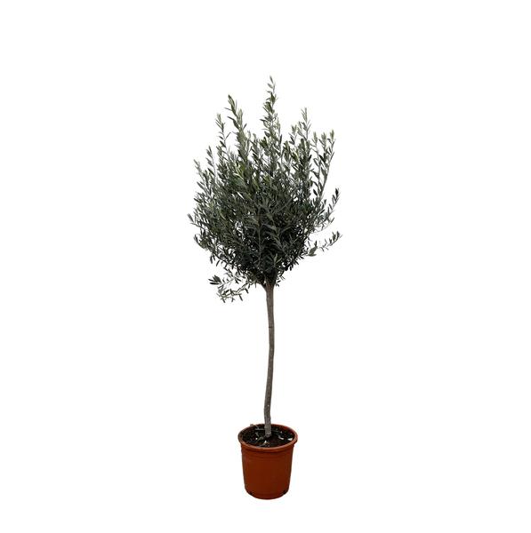 Olea Europaea op stam – 160cm- Ø24