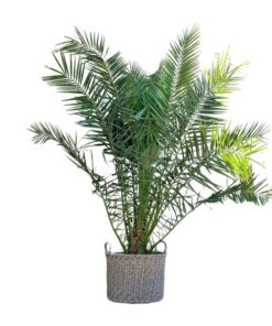 Phoenix Canariensis – 300cm – ø40