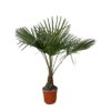 Trachycarpus – 130cm- Ø21