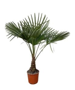 Trachycarpus – 130cm- Ø21