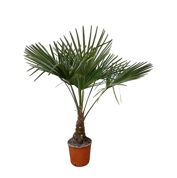 Trachycarpus – 130cm- Ø21