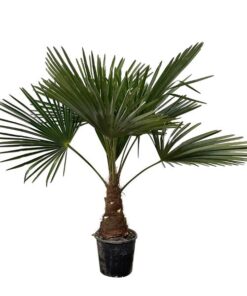 Trachycarpus – 90cm- Ø21