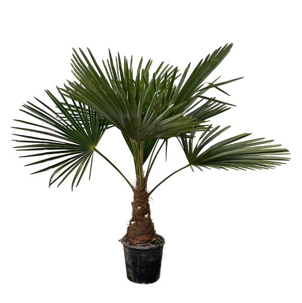 Trachycarpus – 90cm- Ø21