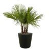 Trachycarpus multi stam – 180cm- Ø45