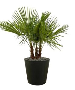 Trachycarpus multi stam – 180cm- Ø45