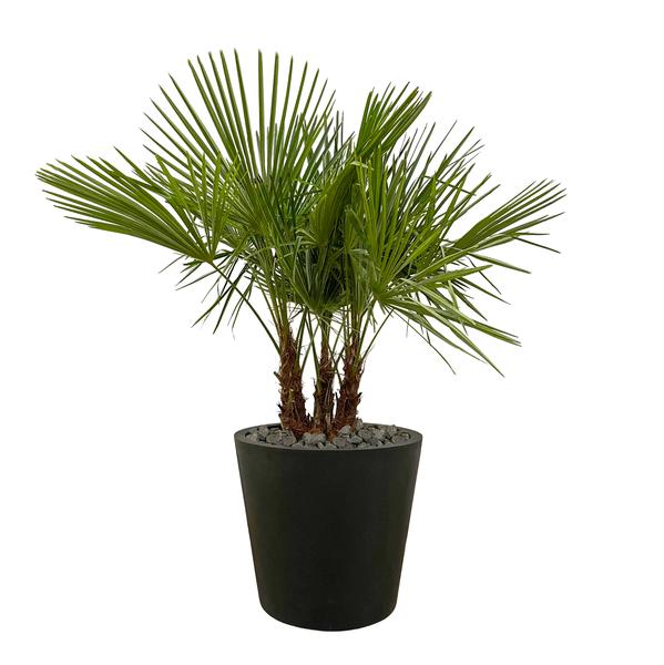 Trachycarpus multi stam – 180cm- Ø45