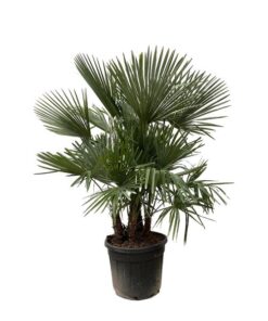 Trachycarpus multi stam – 200cm- Ø45