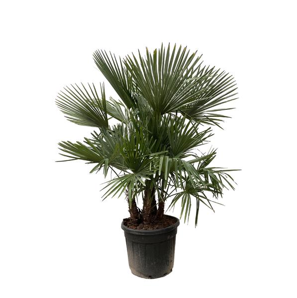 Trachycarpus multi stam – 200cm- Ø45