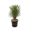 Yucca Filifera Australis – 100cm – ø30