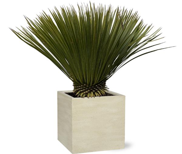 Yucca Rostrata – 80cm- Ø27