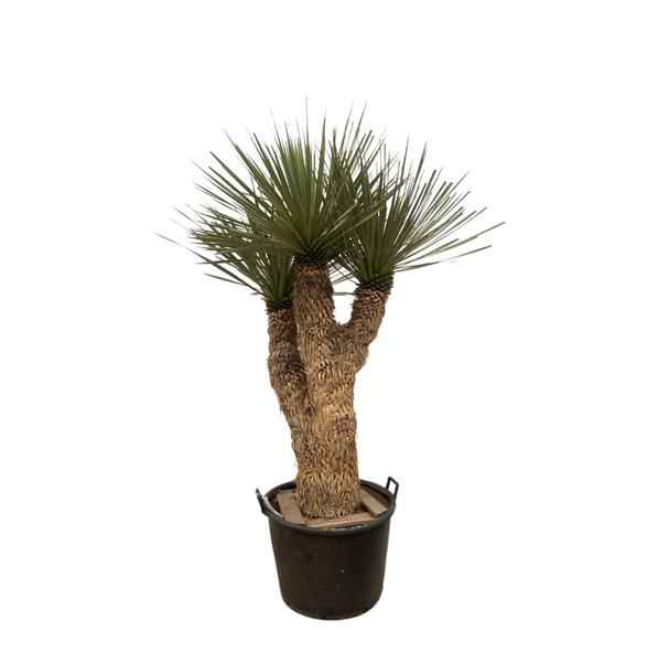 Yucca Rostrata Hidra – 200 cm – ø60