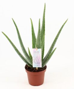 Aloe Vera P14 – Ø 14 cm – ↕45 cm