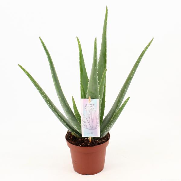 Aloe Vera P14 – Ø 14 cm – ↕45 cm