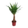 Yucca „Maya Tree“ 40stam P21 – Ø21cm – ↕100cm