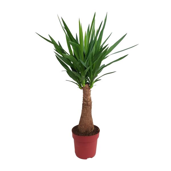 Yucca „Maya Tree“ 40stam P21 – Ø21cm – ↕100cm