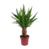 Yucca „Tres Cañas“ 30 Stam P19 – Ø19cm – ↕70cm