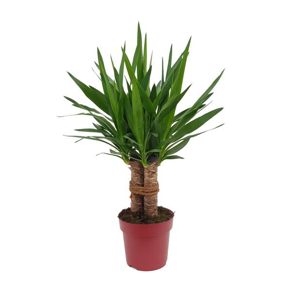 Yucca „Tres Cañas“ 30 Stam P19 – Ø19cm – ↕70cm