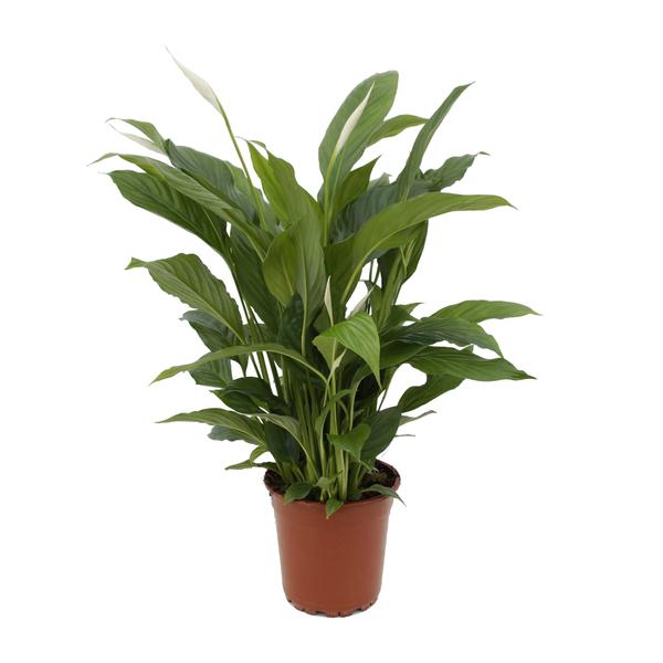 Spathiphyllum Torelli P17 – Ø17cm – ↕65cm