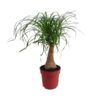 Beaucarnea „Maya Palm“ Stam P19 – Ø19 cm – ↕70 cm