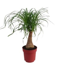 Beaucarnea „Maya Palm“ Stam P19 – Ø19 cm – ↕70 cm