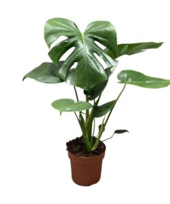 Monstera Deliciosa Bush – Ø17cm – ↕55cm