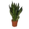 Sansevieria Zeylanica 3PP – Ø17cm – ↕55cm