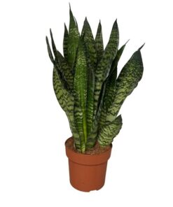 Sansevieria Zeylanica 3PP – Ø17cm – ↕55cm