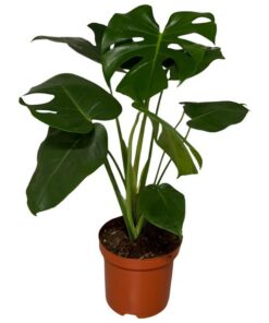 Monstera Delisoca – Ø19cm – ↕65cm