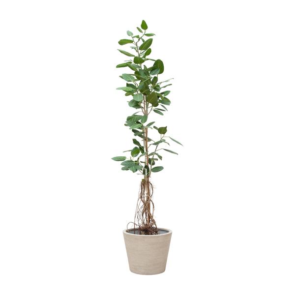 Ficus Benghalensis Audrey Op Stam Met Hangende Wortels – 220cm – ø45