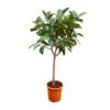 Ficus Elastica Robusta op stam – 210cm – ø40