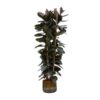 Ficus Elastica Abidjan struik – 225cm – ø40