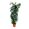 Ficus Elastica Robusta struik – 225cm – ø40