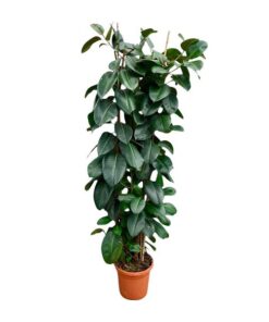 Ficus Elastica Robusta struik – 225cm – ø40