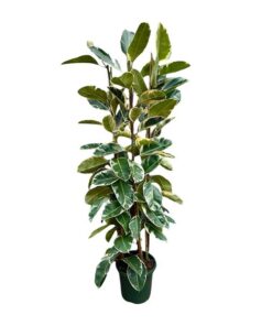 Ficus Elastica Tineke struik – 225cm – ø40