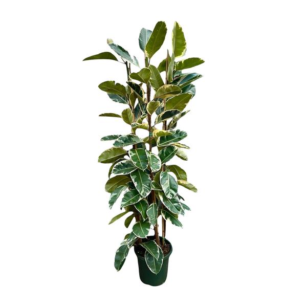 Ficus Elastica Tineke struik – 225cm – ø40